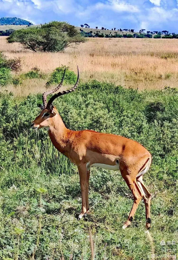 非洲塞伦盖蒂国家公园一一大草原上的动物世界